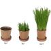 Organic Pet Grass Grow Kits by Cat FurNature - Natural Indoor Cat Grass for Fresh, Healthy Pets - Buy Online on GoSupps.com