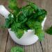 Alpi Nature Menthe Verte Tisane BIO 100g bio Feuilles de Menthe Verte S ch es et Coup es Spearmint Tea - Buy Online on GoSupps.com