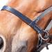 WALDHAUSEN Star Bitless Bridle for Warmbloods - Premium Black Horse Gear | Buy Internationally - Buy Online on GoSupps.com