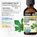 BIO KRAUTER Goldenseal Root - Pure Vegan Goldenseal Tincture 670mg per Serving 2 Fl.Oz 28-Day Supply - Immune & Respiratory Support - Liquid Golden Seal for Digestive Support - Alcohol & Sugar Free 2 Fl Oz (Pack of 1) - Buy Online on GoSupps.com
