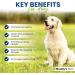 Probiotics For Dogs | 60 Tablets | Supports Healthy Digestive & Immune System | Unique Formula Contains Beta Glucans Turmeric & Ginger - Buy Online on GoSupps.com
