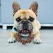 Nylabone Power Chew Textured Ring Dog Toy â€“ Tough Chew for Aggressive Chewers, Bold Flavor, Made in USA - Buy Online on GoSupps.com