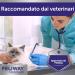 FELIWAY Optimum: New Generation Stress Relief for Cats - Diffuser + Refill 48ml - Buy Online on GoSupps.com