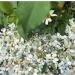3lb Jade Bean Sand Stone Natural Top Dressing for Succulents & Cactus Bonsai Projects - Decorative Gravel for Terrarium & Fairy Garden - 5mm-8mm Light Green - Buy Online on GoSupps.com