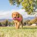 KONG Wubba Puppy Tug Toy for Small Puppies - Durable Nylon Color-Sorted 1 Piece Ideal for Play & Training - Buy Online on GoSupps.com