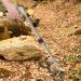Zerodis Snake Tong & Clamp Catcher - Foldable Stainless Steel Snake Grabber for Safe Handling (100cm) - Ideal Reptile Hunting Tool - Buy Online on GoSupps.com