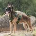 OneTigris Tactical Dog Vest | Service Dog Harness | MOLLE Dog Training Harness 1000D Nylon - XL Ranger Green - Buy Online on GoSupps.com