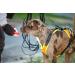 Julius-K9 Mantrailing & Outdoor Dog Harness S Size - Black | International Shipping Available - Buy Online on GoSupps.com