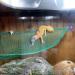 ADOGGYGO Bearded Dragon Lizard Hammock Reptile Hammock Lounger Ladder Bearded Dragon Hammock Accessories for Bearded Dragons Geckos Lizards Reptile (Green) - Buy Online on GoSupps.com