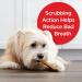 Milk-Bone Original Brushing Chews 48 Mini Dental Dog Treats - Daily Oral Care for Dogs - Buy Online on GoSupps.com