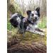 Twinkys Dog Style Tow Leash - 20mm Wide for Dogs up to 50kg - 3m Black - Made in Germany - No Hand Loop - Buy Online on GoSupps.com