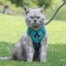 QKTYB Cat Dishes & Leash Set - Retractable Dog Leash with Food Dishes for Cats & Kittens - Perfect for Breakout Pets - Blue - Buy Online on GoSupps.com