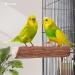 Niteangel Parrot Cage Perch - Wooden Platform for Birds (2 Pack) - Buy Online on GoSupps.com