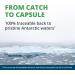 NutraMedix Antarctic Krill Oil 500mg - Fish Oil Supplement - Omega-3s (EPA & DHA) + Astaxanthin - Red Krill Supplement for Joint Immune Heart Liver & Brain Health Support (60 Softgels) - Buy Online on GoSupps.com