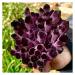 Room Decoration Natural Violet Ghost Phantom Quartz Crystal Cluster Specimen 1pcs (Size : 600-700g)