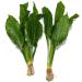 2 x Echinodorus Bleheri Live Aquarium Plant Amazon Sword - Buy Online on GoSupps.com