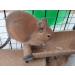 Good Degu Beetroot Bites- Degu treats 2-pack - Buy Online on GoSupps.com