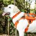 OneTigris Orange Dog Collar with Metal Buckle for Medium Dogs - Durable & Stylish Pet Accessory - Buy Online on GoSupps.com