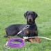 Shop Tie-Out Leashes for Dogs - 9M Purple Yard Leash for Ultimate Outdoor Comfort - Buy Online on GoSupps.com