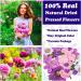 LUCISKY 204 Pcs Pressed Dried Flowers & Butterfly Stickers - Natural Real Flowers for Resin, Nails, Scrapbooking - DIY Art Crafts - Buy Online on GoSupps.com