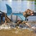 Mazort Dog Life Jacket - Reflective Shark Swimsuit for Large Dogs - Blue XX-Large - Buy Online on GoSupps.com