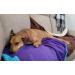 Waterproof Jumbo Blanket 80x60 - Purple/Blue, UltraSoft, Leakproof Bed & Furniture Protector for Adults and Pets - EZ Wash/Dry Reversible Design - Buy Online on GoSupps.com