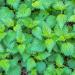Nettle Powder (250g 8.8 oz) Stinging Nettle 100% Natural Gently Dried and Ground Natural No additives Vegan Nettle Leaves 250 g (Pack of 1) - Buy Online on GoSupps.com