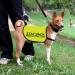 Protective Dog Jacket Vest Stay Back Protective Dog Vest Dog Walking Slogan Warning Vest (Protective Dog-Medium) - Buy Online on GoSupps.com