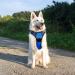Eagloo Large Dog Harness - Adjustable Anti-Pull Harness with Reflective Strips for Labrador & XL Breeds - Durable Control & Comfort (Blue 1 Pack) - Buy Online on GoSupps.com