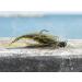 10,000 Fish Yoto Worm Soft Plastic Creature Bait Fishing Lure - Black & Blue Flake 4.75 - Catch Co - Buy Online on GoSupps.com