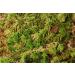 Fresh Sphagnum Moss Live 5 kg - Ideal for Orchids & Terrariums | Premium Quality eCommerce Shipping Internationally - Buy Online on GoSupps.com