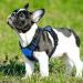 Eagloo Adjustable Dog Harness for Small Dogs - Durable Anti-Training Harness with Reflex Strips for Walking & Jogging - Blue (1 Pack) - Buy Online on GoSupps.com