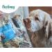 PawGang 100% Natural Rabbit Ears with Fur 500g - Healthy Hypoallergenic Dog Treats - Grain Free and Tasty Chews - EU Sourced - Bulk Bag - Buy Online on GoSupps.com
