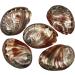 PEPPERLONELY 5PC Polished Red Baby Abalone Sea Shells - 2-3/4 to 3 Inch (99 Red Baby Abalone) - Set of 5 Shells - Buy Online on GoSupps.com