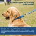 Adjustable Martingale Dog Collar - Durable No Escape Pull Control for Large Medium Small Dogs (L Blue) - Nylon Training & Safety - Buy Online on GoSupps.com