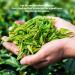 HQZM Premium Chinese Green Tea Longjing Tea 100g 352oz West Lake Green Tea Natural Flavor Collection - Buy Online on GoSupps.com