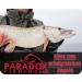 Paradox Fishing Knotless Connector Set - 125 Pieces (14mm - 20mm) | No Knot Fishing Line Connector & Swivel Accessories for Seamless Fishing - Buy Online on GoSupps.com