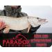 Paradox Fishing Pliers 24.5 cm - Durable Tongue Trimmers & Hook Soldering Tongs for Predator Fishing - Premium Fishing Accessories - Buy Online on GoSupps.com