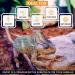 Repick Premium Coconut Substrate - 72L Bio-Reptile Bedding for Ball Pythons & Amphibians - Buy Online on GoSupps.com