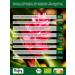 Biojoy Organic Ginger Powder 500g | Pure Ground Ginger Root for Tea | Zingiber Officinale - Buy Online on GoSupps.com