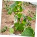 Gogogmee 4pcs Garden Cucumber Star Candy Shaped Growth and Plangting Vegetables Rigid Growing Vessel - Buy Online on GoSupps.com
