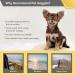 Namsan UV Protection Dog Glasses for Small Dogs | Adjustable Windproof Sunglasses | Orange Motorcycle Glasses - Buy Online on GoSupps.com