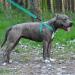Collardirect Reflective Dog Harness - Adjustable Sizes S M L | Outdoor Walks for Dogs & Puppies | Available in Pink Black Red Purple Mint Green Orange Blue - Buy Online on GoSupps.com