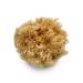 Natural Sea Wool Art Sponge: Premium Professional Grade 5-6 Unbleached  Excellent for Painting  Decorating  Texturing  Sponging  Marbling Effects  Faux Finishes  Crafts & More