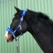 Shop Premium Blue Fur Lined Halters for Horses - Sizes: XFull Pony Cob Warmblood | International Shipping Available - Buy Online on GoSupps.com