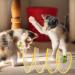 Mesh Tunnel for Cats | Foldable Fun Interactive Tunnel for Indoor Cat Play with Teasing Toys - Whisker Twist Cat Spring Toy Cat Tubes for Large Cats Small Bunnies Kittens and Small Dogs Cypreason Yellow - Buy Online on GoSupps.com