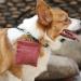Dog Training Kit Puppy Dog Treat Pouch Bag with Dog Clicker and Silent Whistle with Lanyard Hands-Free Training Dog Treat Pouch Includes Carabiner for Pet Puppy Travel or Outdoor Use (Red) Red-2 - Buy Online on GoSupps.com