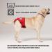 Buy High-Quality Financial Trousers for Dogs 2.0 - Premium Neoprene Diapers for Males - Optimal Airflow No Rod Threading - Large Blue - Buy Online on GoSupps.com