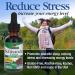 Nature's Answer Schisandra Berry Extract - Stress Relief & Energy Boost | Gluten-Free, Alcohol-Free, 1oz - Buy Online on GoSupps.com
