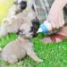 Buy Breeding Bottle for Puppies & Kittens | Silicone Pet Milk Bottle Set (60ml & 150ml) with Replacement Nipple - Perfect Feeding Tool - Buy Online on GoSupps.com